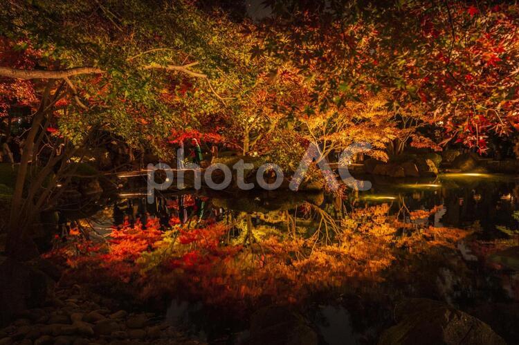 杉並荻窪の大田黒公園紅葉ライトアップ 杉並,東京,大田黒公園の写真素材