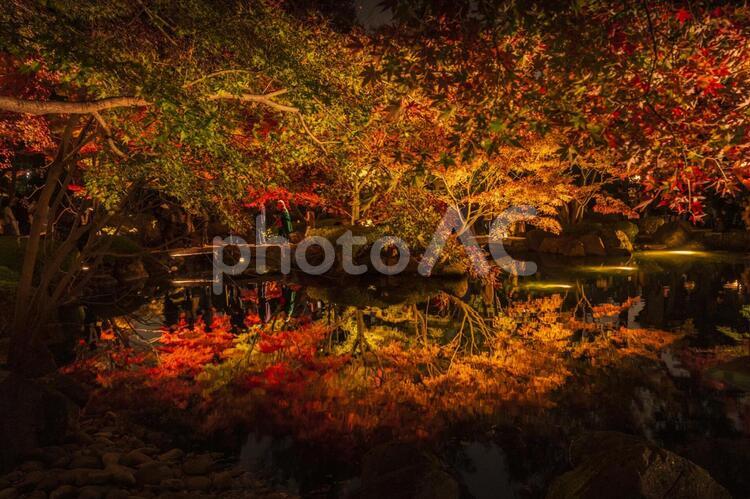 杉並荻窪の大田黒公園紅葉ライトアップ 杉並,東京,大田黒公園の写真素材