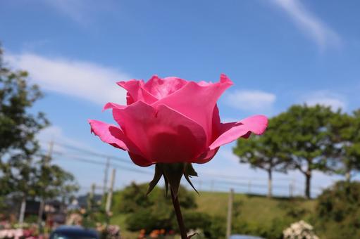 バラ園にて綺麗な薔薇を撮影しました バラ園にて綺麗な薔薇を撮影しましたの写真