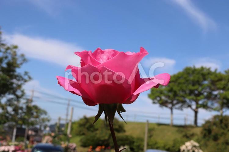 バラ園にて綺麗な薔薇を撮影しました 花,薔薇,自然の写真素材