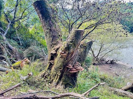 呉ダム　秋の公園の写真