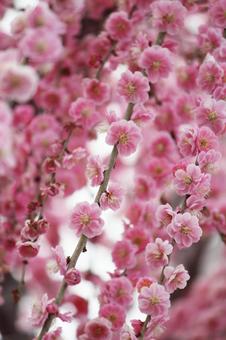 ウメの花 ウメの花の写真