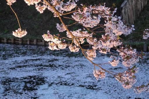 桜 桜祭り,湖,桜の写真素材