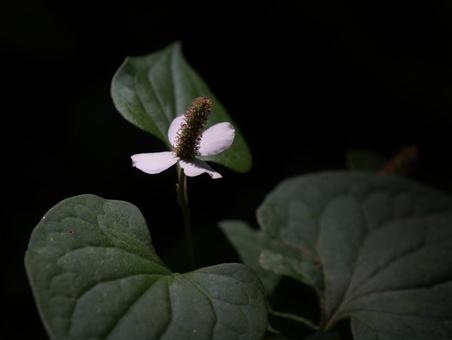 Photo, rainy season, hokkaido, closeup, 