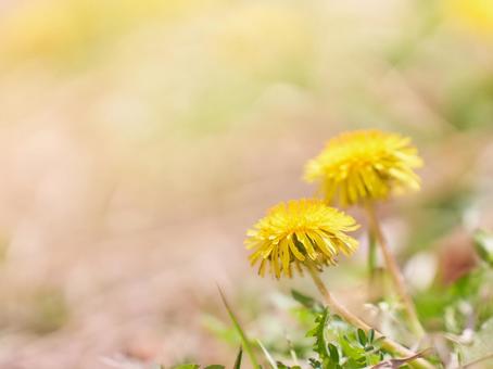温かみのある光さす土手に咲くたんぽぽの花 タンポポ,花,シンプルの写真素材
