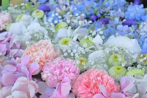 一面の花 一面の花の写真