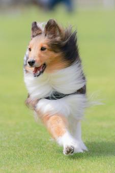 シェルティ 犬,シェルティ,ペットの写真素材