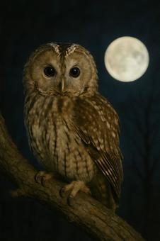 夜のフクロウと小さな満月 夜のフクロウと小さな満月の写真