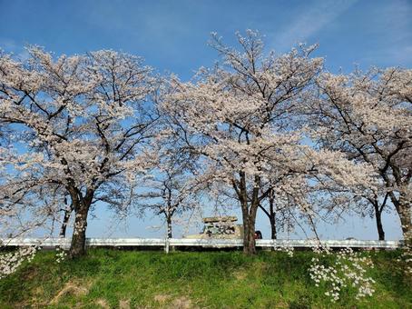 桜と車 桜と車 桜,風景,癒しの写真素材