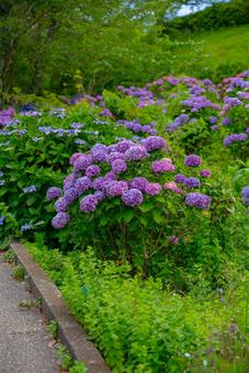 道端を彩る紫陽花の群生 アジサイ,紫陽花,花の写真素材