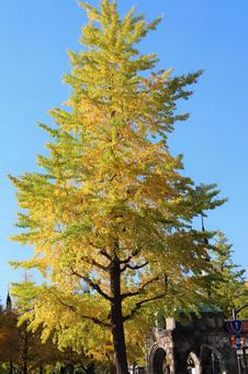 色づく皇居前の銀杏の木の写真