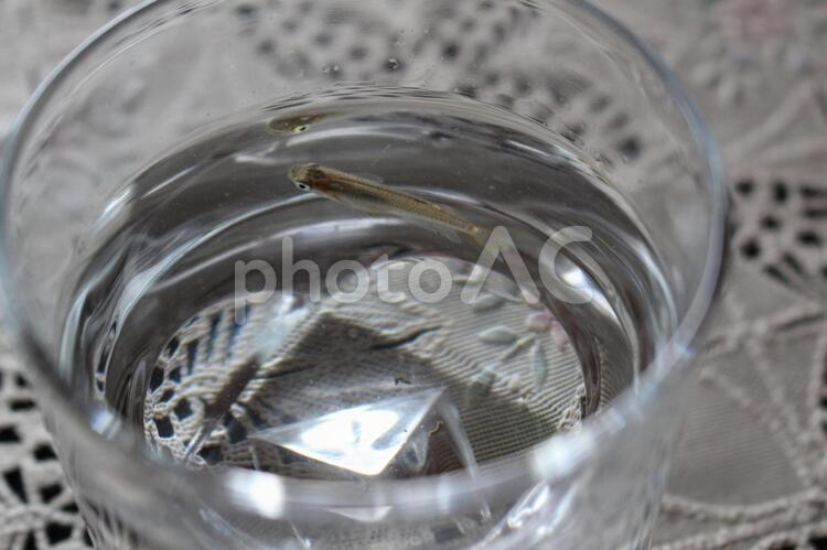 めだか(小魚） メダカ,めだか,小魚の写真素材