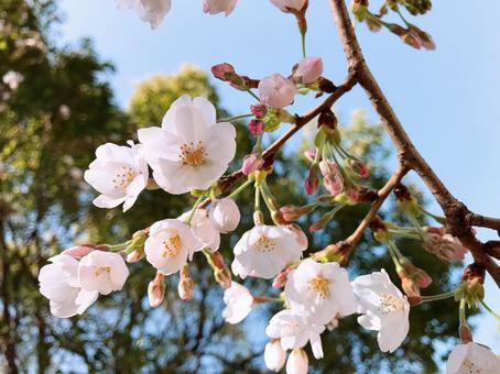 桜 桜の写真