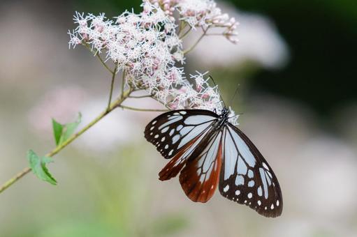 旅する蝶　アサギマダラ アサギマダラの里,アサギマダラ,蝶々の写真素材