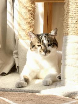 日差しを浴びてウットリする猫ちゃん 猫,家猫,保護猫の写真素材