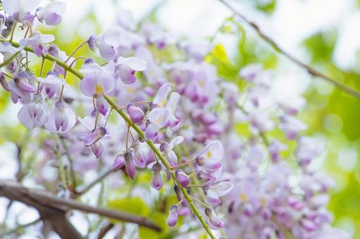 薄紫の藤の花 一房のアップ 薄紫の藤の花 一房のアップ 藤の花,紫色,クローズアップの写真素材