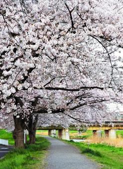 桜と電車 桜と電車の写真