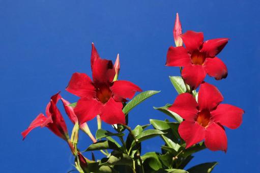 マンデビラ・サンデリの花 マンデビラ・サンデリの花の写真