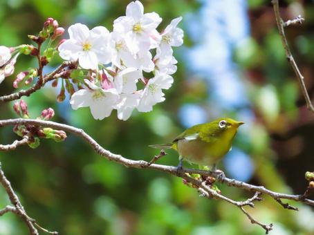 メジロと桜 メジロと桜 メジロ,桜,可愛いの写真素材