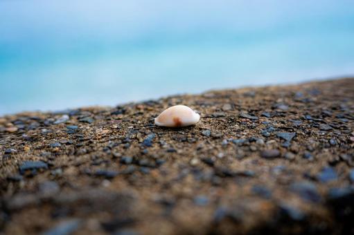 貝殻と海の写真