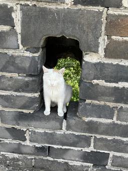 野良猫 野良猫 猫,野良猫,白い猫の写真素材