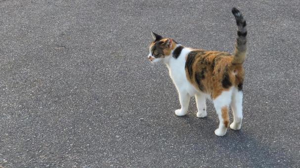 パトロール中に立ち止まるカワイイ三毛猫 パトロール中に立ち止まるカワイイ三毛猫の写真