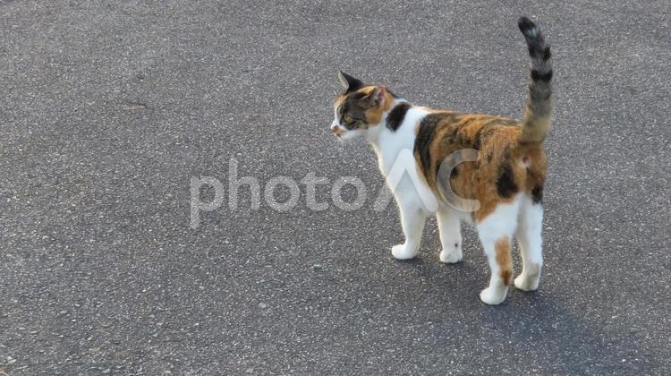 パトロール中に立ち止まるカワイイ三毛猫 三毛猫,猫,尻尾の写真素材