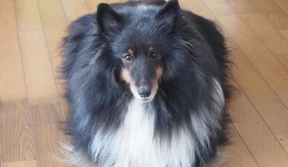 愛犬シェルティ001 愛犬シェルティ001の写真