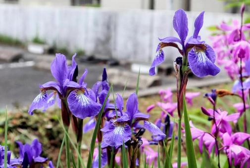 甲冑の装飾 あやめ,花,フラワーの写真素材