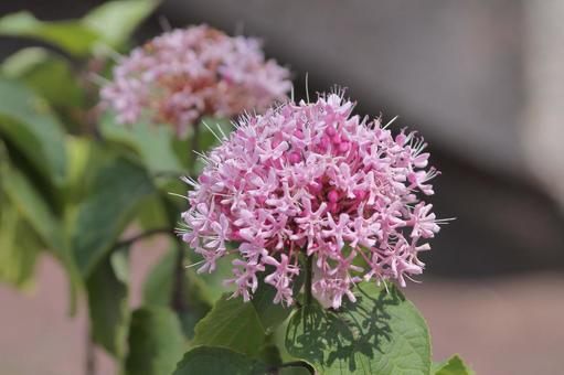 Photo, butterbird, pink, flower, 