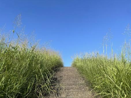 セイバンモロコシ　青空 セイバンモロコシ,多年草,堤防の写真素材