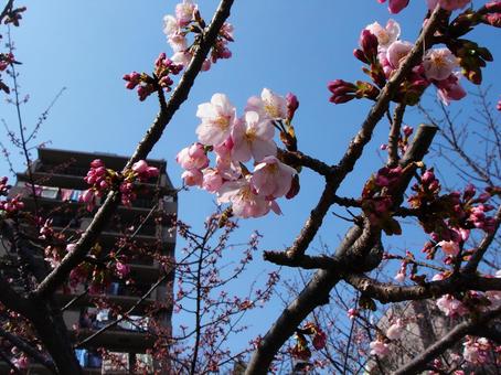可愛くふっくらと咲きました 可愛くふっくらと咲きましたの写真