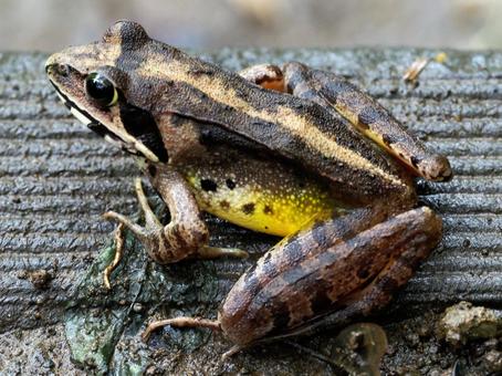 ヤマアカガエル ヤマアカガエル やまあかがえる,あかがえる,ヤマアカガエルの写真素材