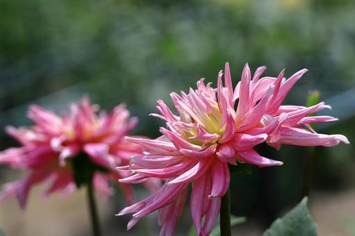 Photo, dahlia, flower, asteraceae plant, 