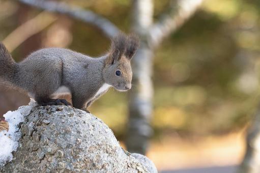 自然の中のエゾリス 自然の中のエゾリス エゾリス,リス,かわいいの写真素材