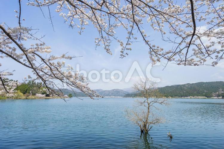 桜と湖 (滋賀県) 桜,春,ピンクの写真素材