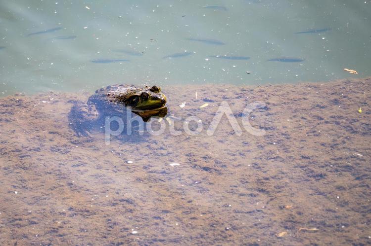 ウシガエル⑵ カエル,ウシガエル,両生類の写真素材