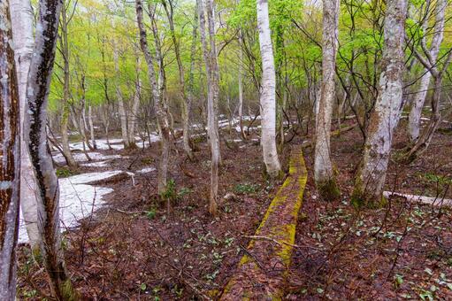 250506津南町見倉かたくりの花 新潟県,中魚沼郡,津南町の写真素材