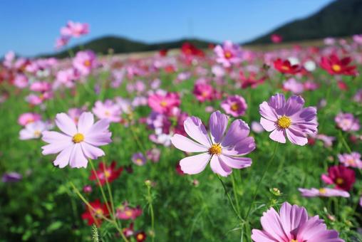 コスモス畑 コスモス畑の写真