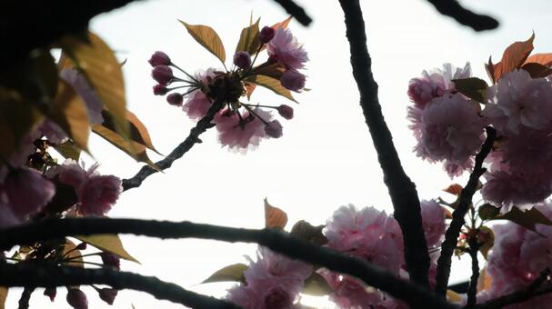 ボタン桜、春を告げる ボタン桜、春を告げる bamboo,ecology,gardenの写真素材