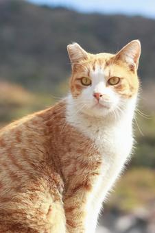 Stray cat, JPG Stray cat, JPG