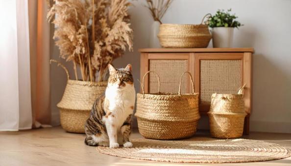 ナチュラルで清潔感のある部屋にいる猫 ナチュラルで清潔感のある部屋にいる猫の写真