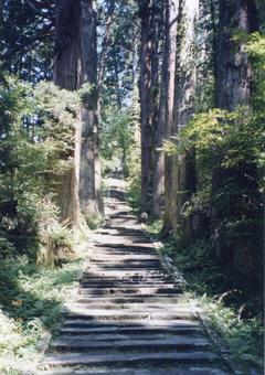 歴史を感じながら石段を登る 歴史を感じながら石段を登る 巨木,古道,山道の写真素材