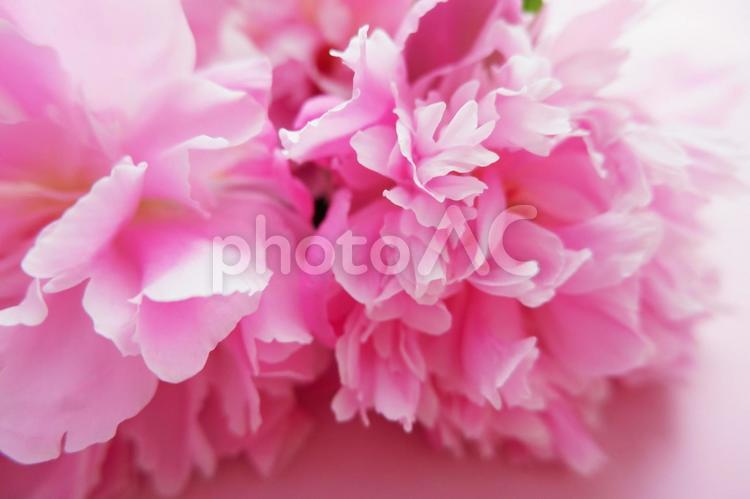 ピンク背景に満開のシャクヤクの花 シャクヤク,花,フローラルの写真素材
