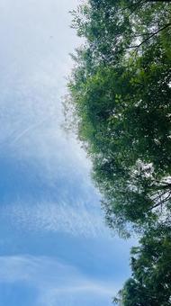 新緑の木々と空 新緑の木々と空の写真