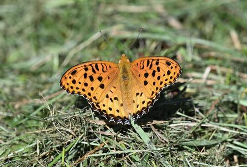 ツマグロヒョウモン ツマグロヒョウモンの写真
