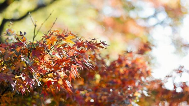 【植物の写真】もみじ もみじ,椛,自然の写真素材