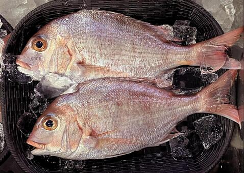 鯛 鯛,魚,生魚の写真素材