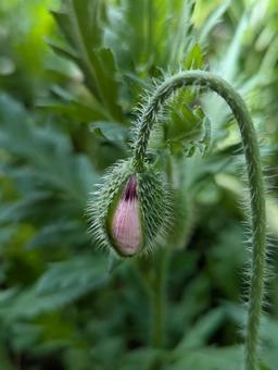 ポピーの蕾 2 ポピーの蕾 2の写真