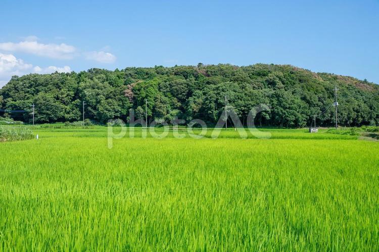 田園風景 田園風景,田舎,田舎暮らしの写真素材